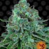 Barneys - Critical Kush - 3 feminised seeds