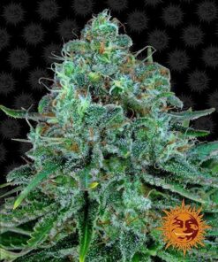 Barneys - Critical Kush - 3 feminised seeds