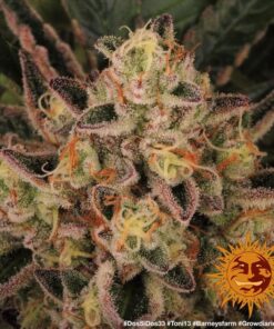 Barneys - Dos Si Dos 33 - 1 seed