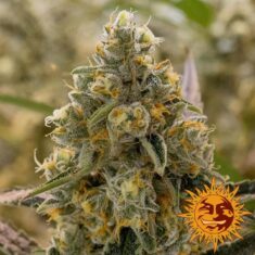 liberty-haze-support-14