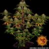 Barneys - Liberty Haze - 3 feminised seeds