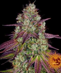 Barneys - Mimosa Evo - 1 feminised seed