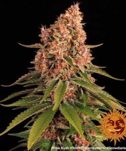 Barneys – Pink Kush – 1 feminised seed