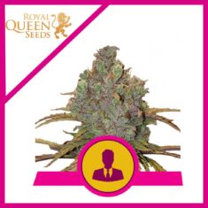 Royal Queen Seeds - El Patron - 3 seeds