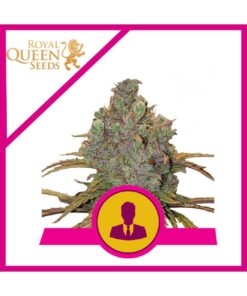Royal Queen Seeds - El Patron - 1 seed