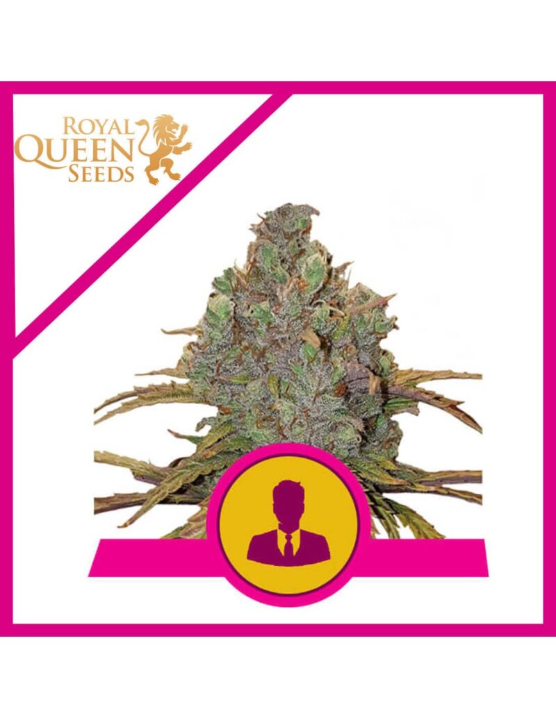 Royal Queen Seeds - El Patron - 1 seed
