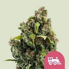 Royal Queen Seeds -Candy Kush Express - 3 seeds