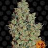 Barneys - Tangerine Dream - 3 feminised seeds