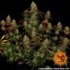 Barneys Farm - Tangerine Dream - 1 feminised seed