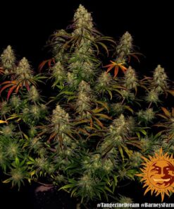 Barneys Farm - Tangerine Dream - 1 feminised seed