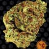 Barneys - Watermelon Zkittlez Auto - 3 seeds