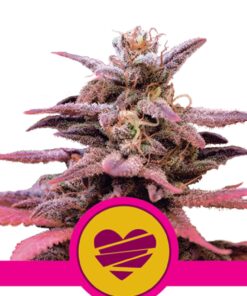 Royal Queen Seeds -Wedding Crasher - 1 seed
