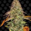 Barneys - Zkittlez OG auto - 5 feminised seeds