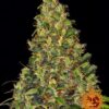 Barneys - Amnesia Haze Auto - 3 feminised seeds
