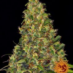 amnesia-haze-aut