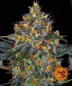 Barneys - Moby Dick - 3 feminised seeds