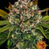 strawberry-cheesecake-auto-main
