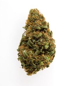 sativa power kannalite