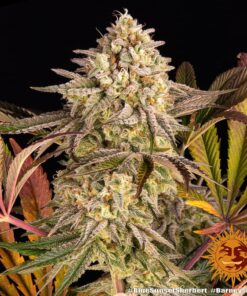 Barneys - Blue Sunset Sherbert - 1 seed