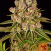 Kush_Mintz