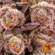 mimosa-x-orange-punch