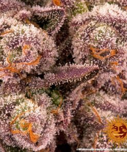 mimosa-x-orange-punch