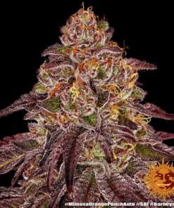 mimosa x orange punch 1seed