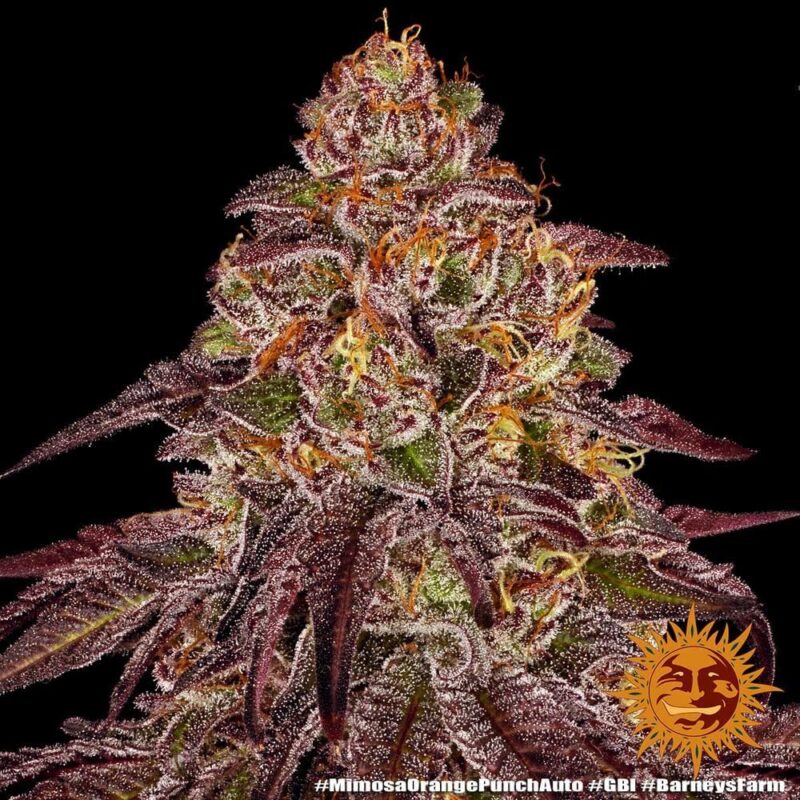 mimosa x orange punch 1seed