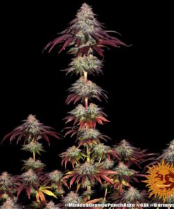 mimosa x orange punch 1seed