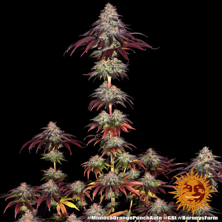 Barneys - Mimosa x Orange Punch - 1 seed