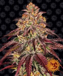 mimosa x orange punch 1seed