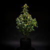 Royal Queen Seeds - Triple G - 1 seed