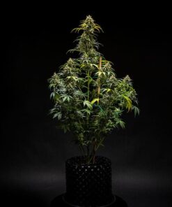 Royal Queen Seeds - Triple G - 1 seed
