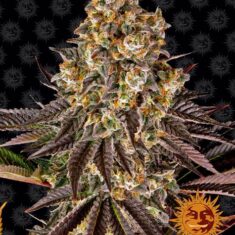 GELATO #45 1 SEED