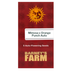 mimosa x orange punch auto 5 seeds