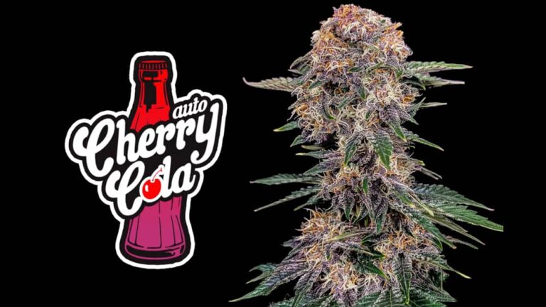 Fast Buds Cherry Cola - 1 seed