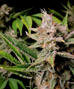 Fast Buds Cherry Cola