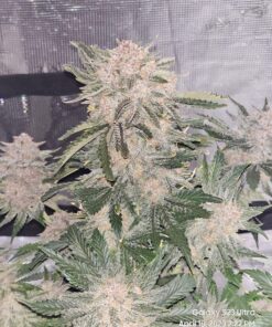 Fast Buds Cherry Cola