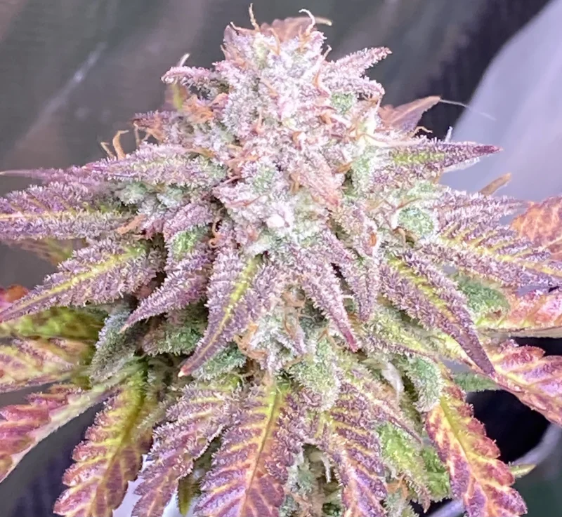Fast Buds Cherry Cola