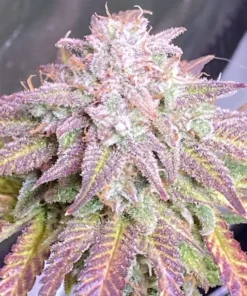 Fast Buds Cherry Cola