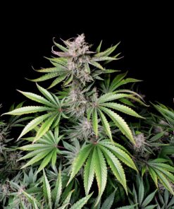 Fast Buds Cherry Cola