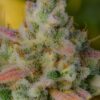 Fast Buds Gelato Auto