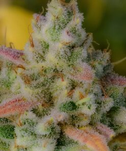 Fast Buds Gelato Auto