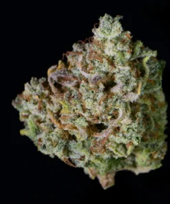 Fast Buds Gelato Auto