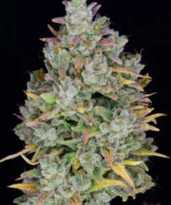 Fast Buds Gelato Auto