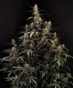 Fast Buds Original Amnesia Haze Auto