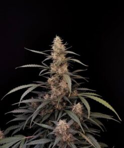 Fast Buds Original Amnesia Haze Auto