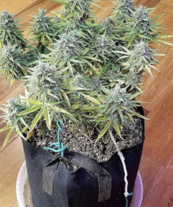 Fast Buds Original Amnesia Haze Auto