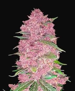 Fast Buds Purple Lemonade