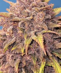 Fast Buds Purple Lemonade